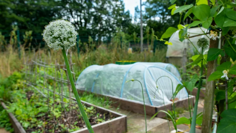 How to Build a Raised Garden Bed from Scratch